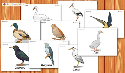 Иллюстрация 1 из 22 для Демонстрационные картинки Перелетные птицы, 16  картинок | Лабиринт - книги. Источник: Лабиринт
