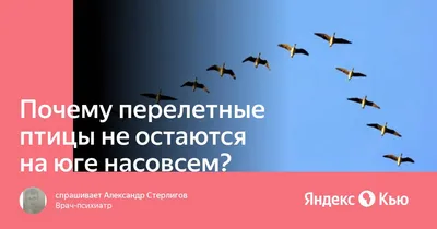 Книга Куда летят перелетные птицы? - купить детской энциклопедии в  интернет-магазинах, цены на Мегамаркет | 1282