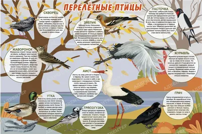 Перелетные птицы не спешат возвращаться в Томск из-за морозов | 19.04.2023  | Томск - БезФормата