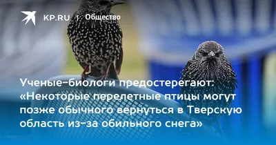 Почему перелетные птицы не остаются на юге насовсем?» — Яндекс Кью