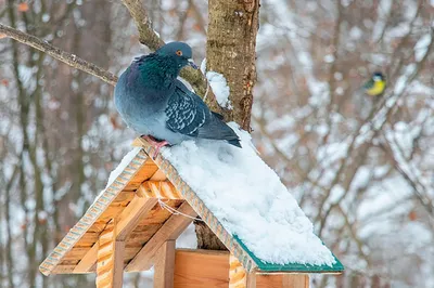 Ученые-биологи предостерегают: «Некоторые перелетные птицы могут позже  обычного вернуться в Тверскую область из-за обильного снега» - KP.RU