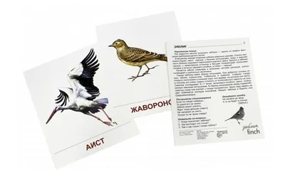 Плакат птицы перелетные птицы (49 фото) » Рисунки для срисовки и не только