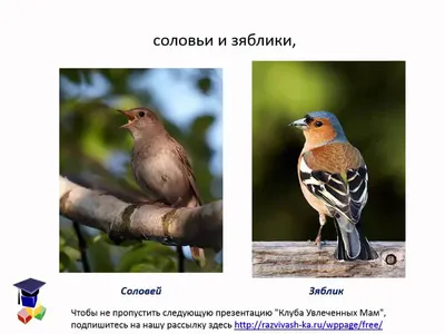 Перелетные птицы Украины в Вашем Саду