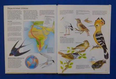 Перелетные птицы хакасии - 97 фото