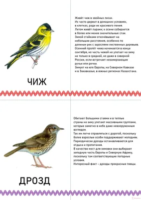 Зачем перелётные птицы всегда возвращаются на север? Они же могут остаться  на юге навсегда! | Пикабу