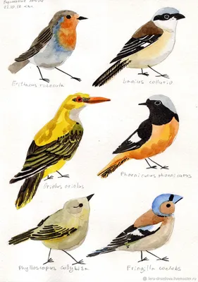 Перелетные птицы потеряли цвет, чтобы их не съели во время миграции