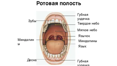 Что такое рот? • Диагностический центр Вальдорф