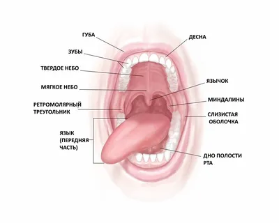 Воспаление нёба (палатинит): причины, симптомы, диагностика, лечение  воспаления нёба верхнего, твёрдого, мягкого