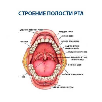 Фиброма полости рта – удаление фибромы лазером