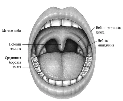 Герпетический стоматит 【причины, симптомы и лечение】