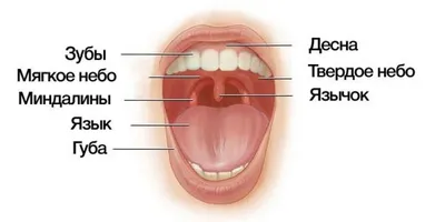 Анатомия полости рта — Стоматология «Доктор НеболитЪ»