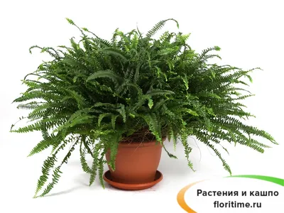 Нефролепис Грин Леди - цена, купить комнатные растения с доставкой в Москве  - магазин ПРОСТОЦВЕТЫ