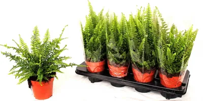 Нефролепис Грин Леди - цена, купить комнатные растения с доставкой в Москве  - магазин ПРОСТОЦВЕТЫ