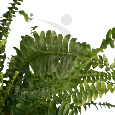 НЕФРОЛЕПИС ГРИН ЛЕДИ Диаметр 12см Высота 20см: некапризное растение для  чистого воздуха и зеленого уголка в вашем доме 🌿 Greendekor