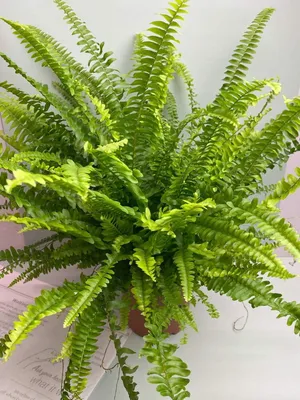 Нефролепис 'Emerald Queen' (Nephrolepis obliterata 'Emerald Queen')