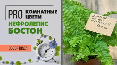 Нефролепис Грин Леди ⌀14 50 см купить в Москве с доставкой | Магазин  растений Bloom Story (Блум Стори)