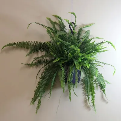 Купить папоротник - комнатное растение по выгодной цене | Интернет-магазин  «Florariumplants»