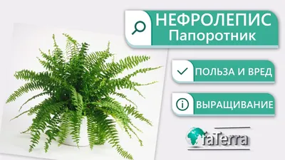 Нефролепис Бостон ⌀12 30 см купить в Москве с доставкой | Магазин растений  Bloom Story (Блум Стори)