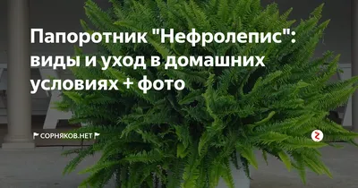 Растения папоротники | Цветок папоротника в домашних условиях