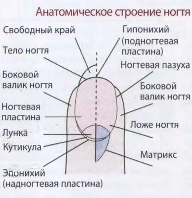 Студия маникюра |Курсы ofline и Online|Талгар on Instagram: \"Сохраняй,  чтобы не потерять 📥 ▪️Микронихия – это патология, при которой ногтевые  пластины уменьшаются в размерах. В отдельных случаях изменения затрагивают  еще и толщину