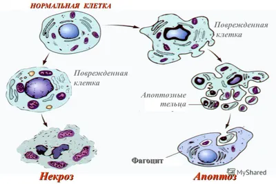 мазь при некрозе кожи, мазь от некроза тканей,некроз лечение мазями,мази  при некрозе ног