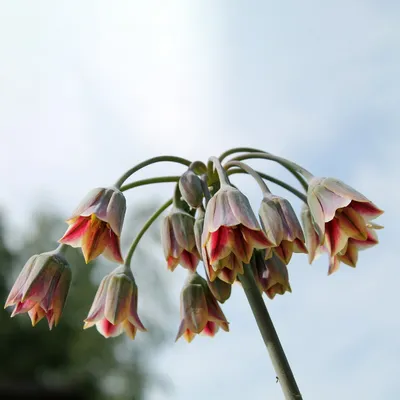 Вертикордия — Нектароскордум сициллийский (Nectaroscordum siculum)