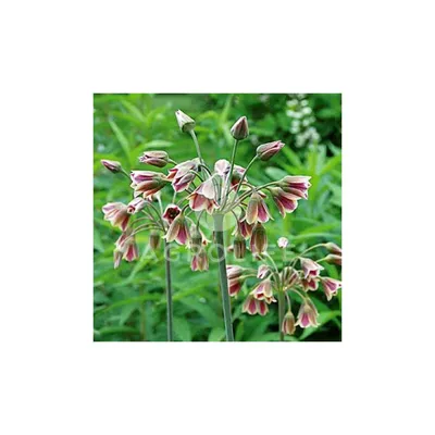 Самардала Многогодишен меден чесън нектароскордум - Allium Nectaroscordum |  М и М Трейдинг