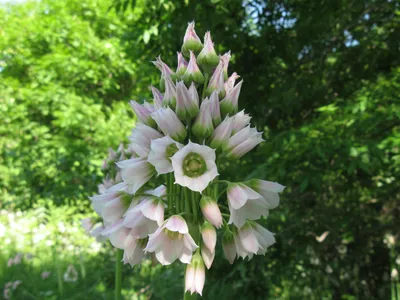 Нектароскордум Bulgaricum, Florium купить в Украине - цена, фото, отзывы |  Agrolife