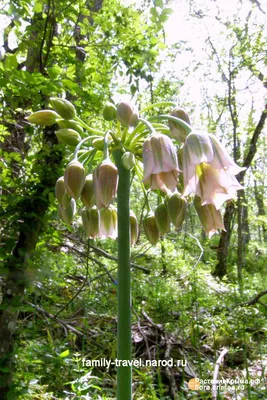 Nectaroscordum bulgaricum - Изображение особи - Плантариум