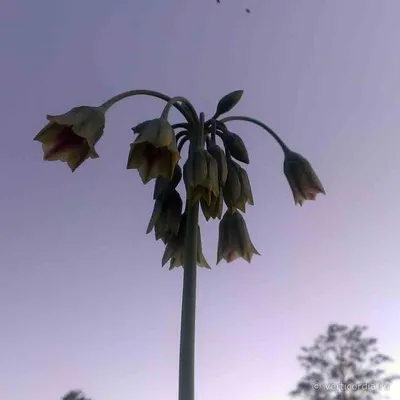 Allium siculum Ucria, Нектароскордум сицилийский (World flora) - Pl@ntNet  identify