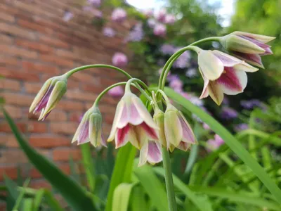 Вертикордия — Нектароскордум сициллийский (Nectaroscordum siculum)