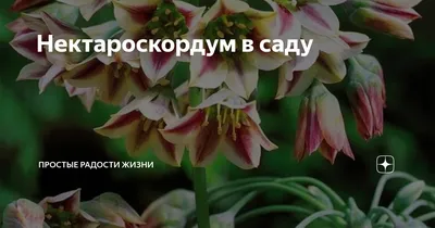 herbtm.com Нектароскордум сицилийский, лист Herbs, tea, natural cosmetics,  food supplements - online store