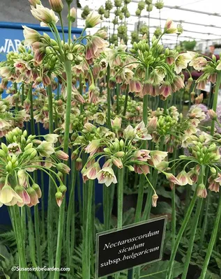 Allium Siculum (Nectaroscordum) x 8 - Stewarts Garden Centre