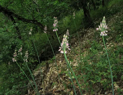 Nectaroscordum bulgaricum - Изображение особи - Плантариум