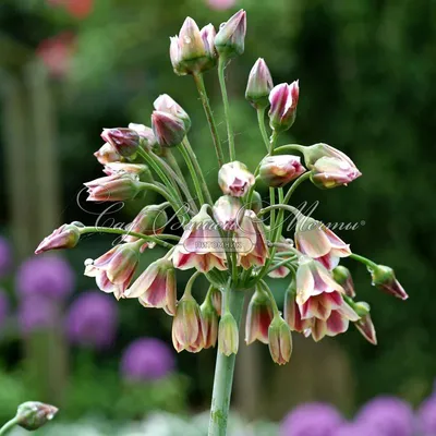 Лук декоративный (Аллиум) Нектароскордум сицилийский / (Allium  (Nectaroscordum) Siculum) - Аллиумы (Декоративные луки) - купить недорого  аллиум в Москве в интернет-магазине Сад вашей мечты