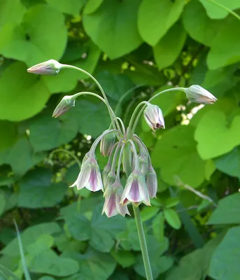 Вертикордия — Нектароскордум сициллийский (Nectaroscordum siculum)