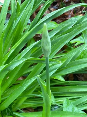 Аллиум Нектароскордум - Allium Nectaroscordum