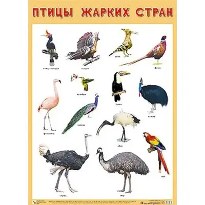 Ученые выяснили, какую птицу человек одомашнил раньше других - РИА Новости,  27.09.2021