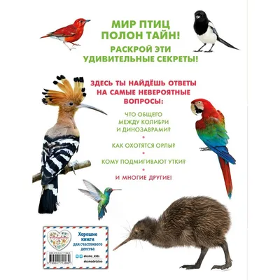 Плакат обучающий А1 ламинир. Птицы на английском языке, с переводом и  транскрипцией 610x914 мм - купить с доставкой по выгодным ценам в  интернет-магазине OZON (338646336)