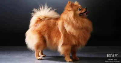 Немецкий карликовый шпиц (Toy German Spitz) (Породы собак) той шпиц, немецкий  шпиц фото, карликовый шпиц цена, карликовые породы, миниатюрный шпиц, шпиц  фото, собака шпиц, порода шпиц, карликовый шпиц купить Энциклопедия о  животных