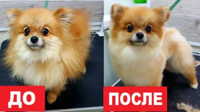 Стрижка померанского шпица до и после. Grooming (grooming) Pomeranian  before and after. ZooGruming.ru | Pomeranian puppy haircut, Dog grooming  styles, Dog groomers