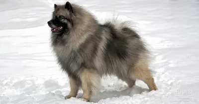 DEUTSCHER SPITZ - WOLFSPITZ (KEESHOND) Немецкий вольфшпиц (кеесхонд) |  Facebook