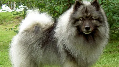 Кеесхонд (Keeshond) - активная, интеллектуальная и оповестительная порода  собак. Фото, описание, цены, отзывы.
