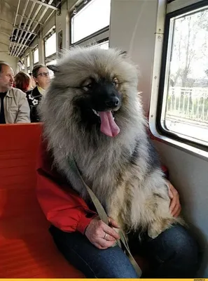 Пропала собака породы Вольфшпиц/Кеесхонд в Пестречинском районе, СНТ Нива |  Pet911.ru