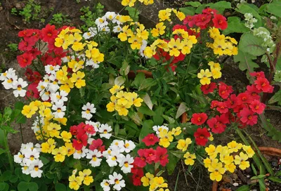 Немезия - идеальный цветок даже для ленивых дачников! | Школа садовода |  Дзен