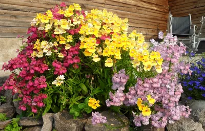 Цветы немезия: посадка, уход и выращивание из семян с фото и описанием