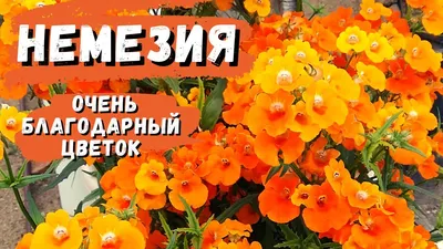 Немезия, посадка и уход. Выращивание немезии на садовом участке