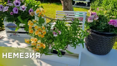 Немезия - посадка и уход, фото сортов и видов | Сажаем Сад