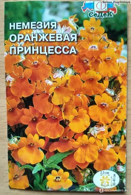 Цветок немезия посадка и уход в открытый грунт, фото