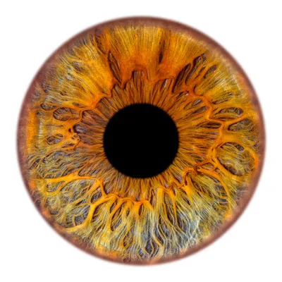 Необычные Глаза Нескольких Людей Женский Монстрический Орган Чувств Лица  Ярких Векторное изображение ©Sonulkaster 187975604